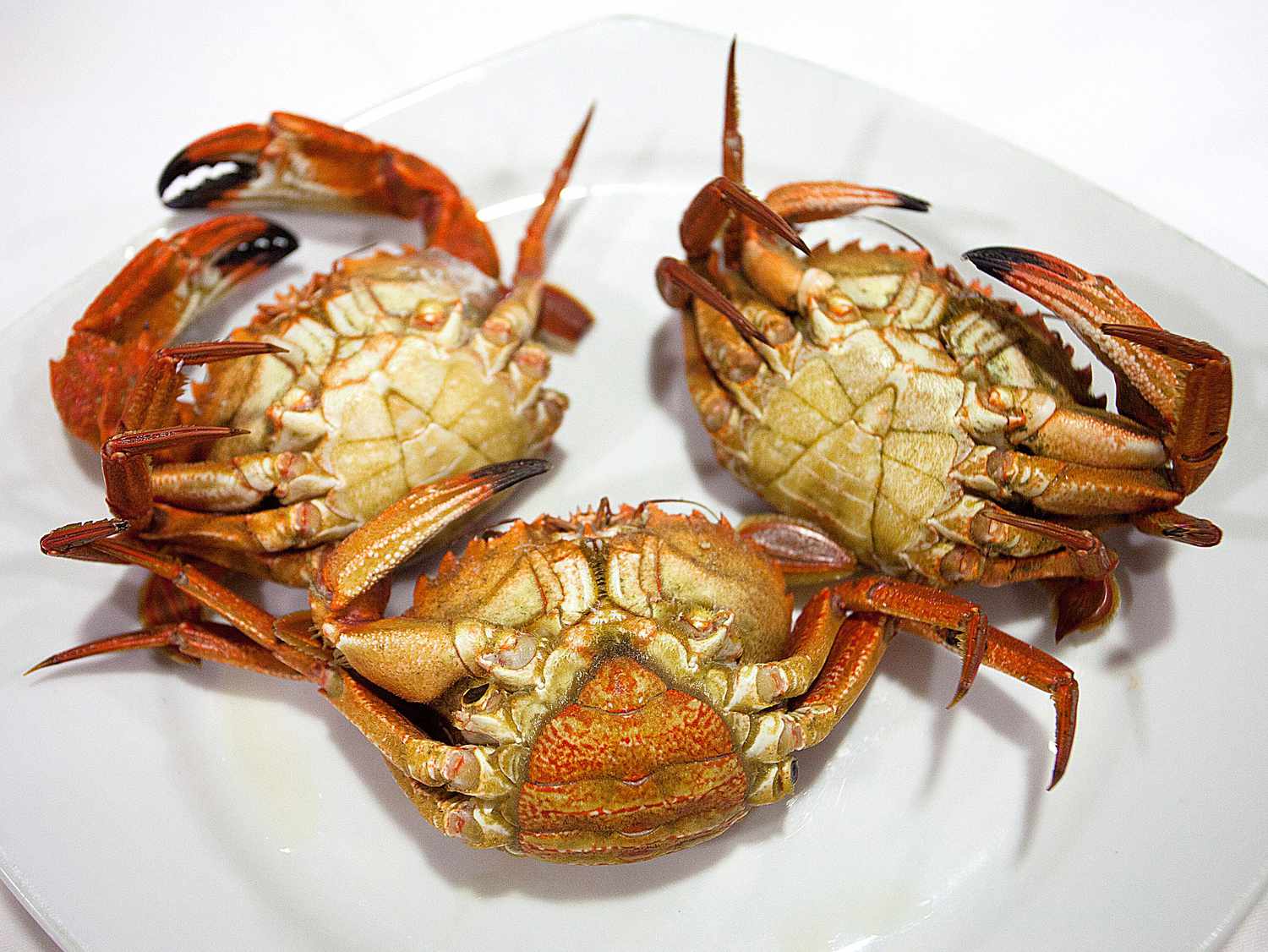 Female Steamed Or Live Blue Crabs